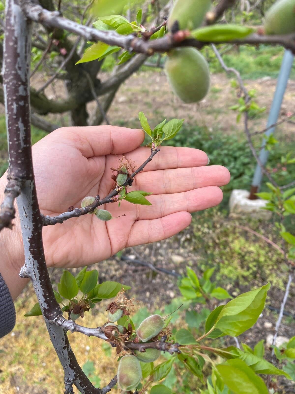 Aydın’da Meyve Bahçelerine Yakın Takip (6)