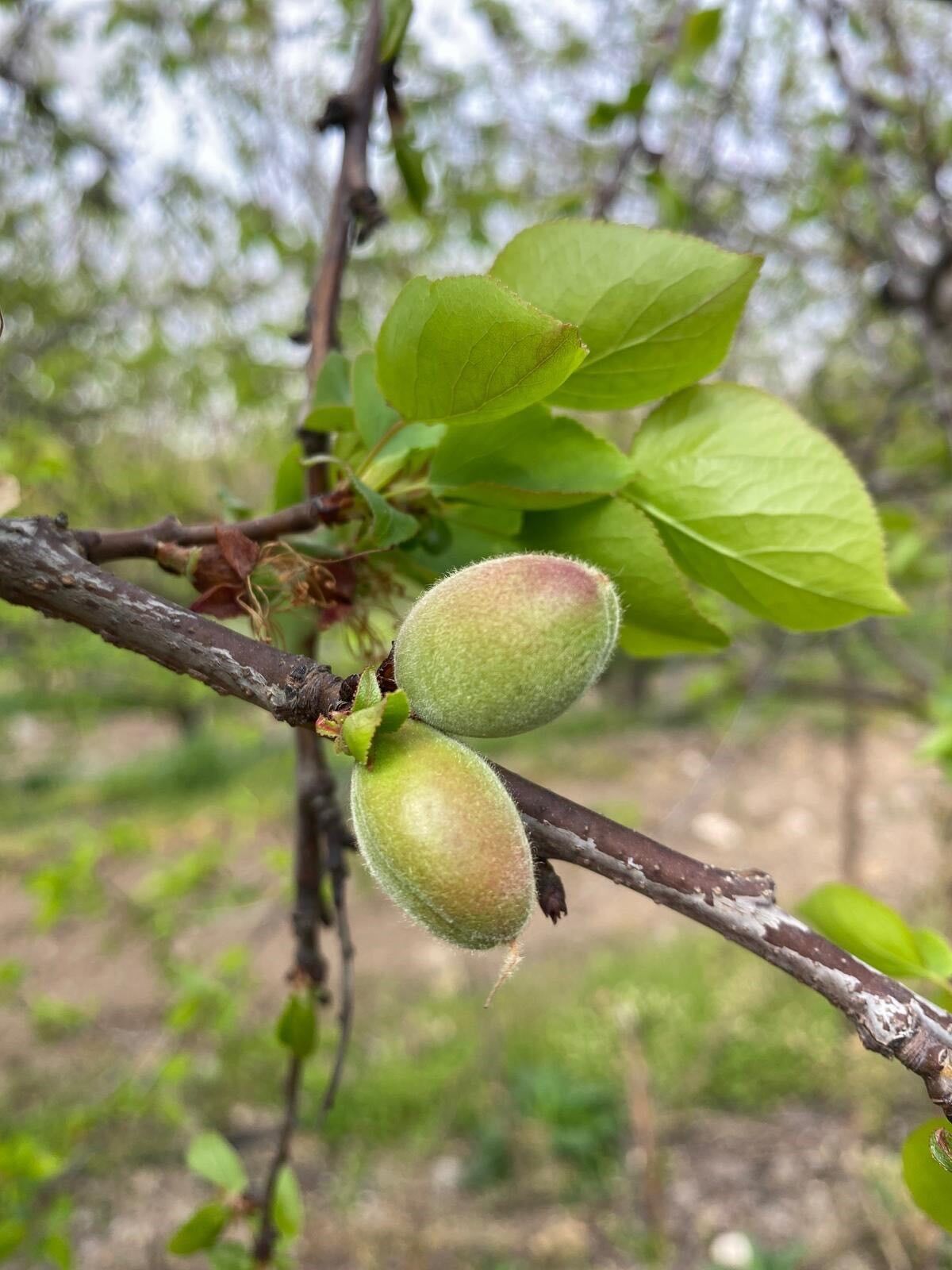 Aydın’da Meyve Bahçelerine Yakın Takip (7)