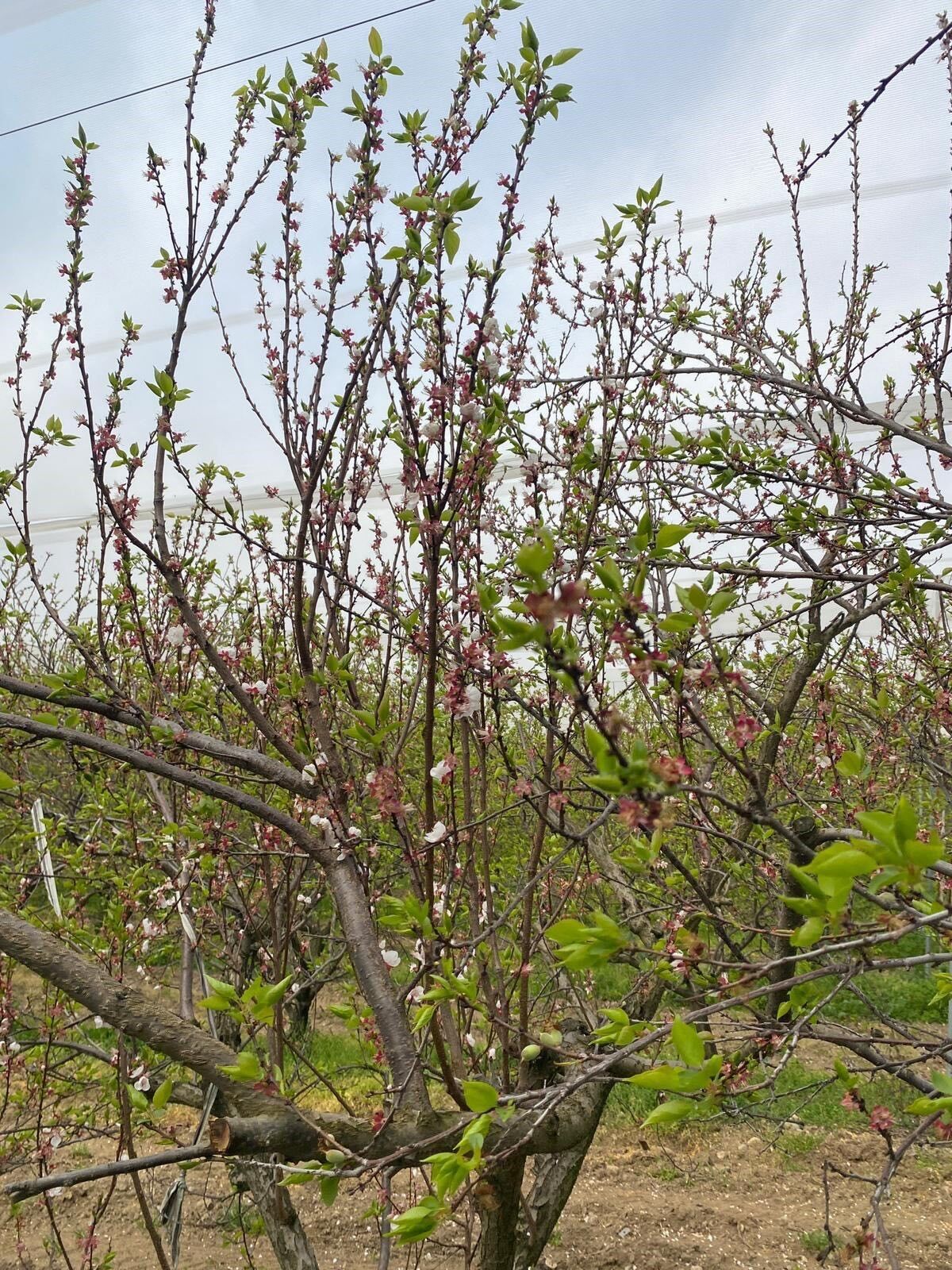 Aydın’da Meyve Bahçelerine Yakın Takip (8)