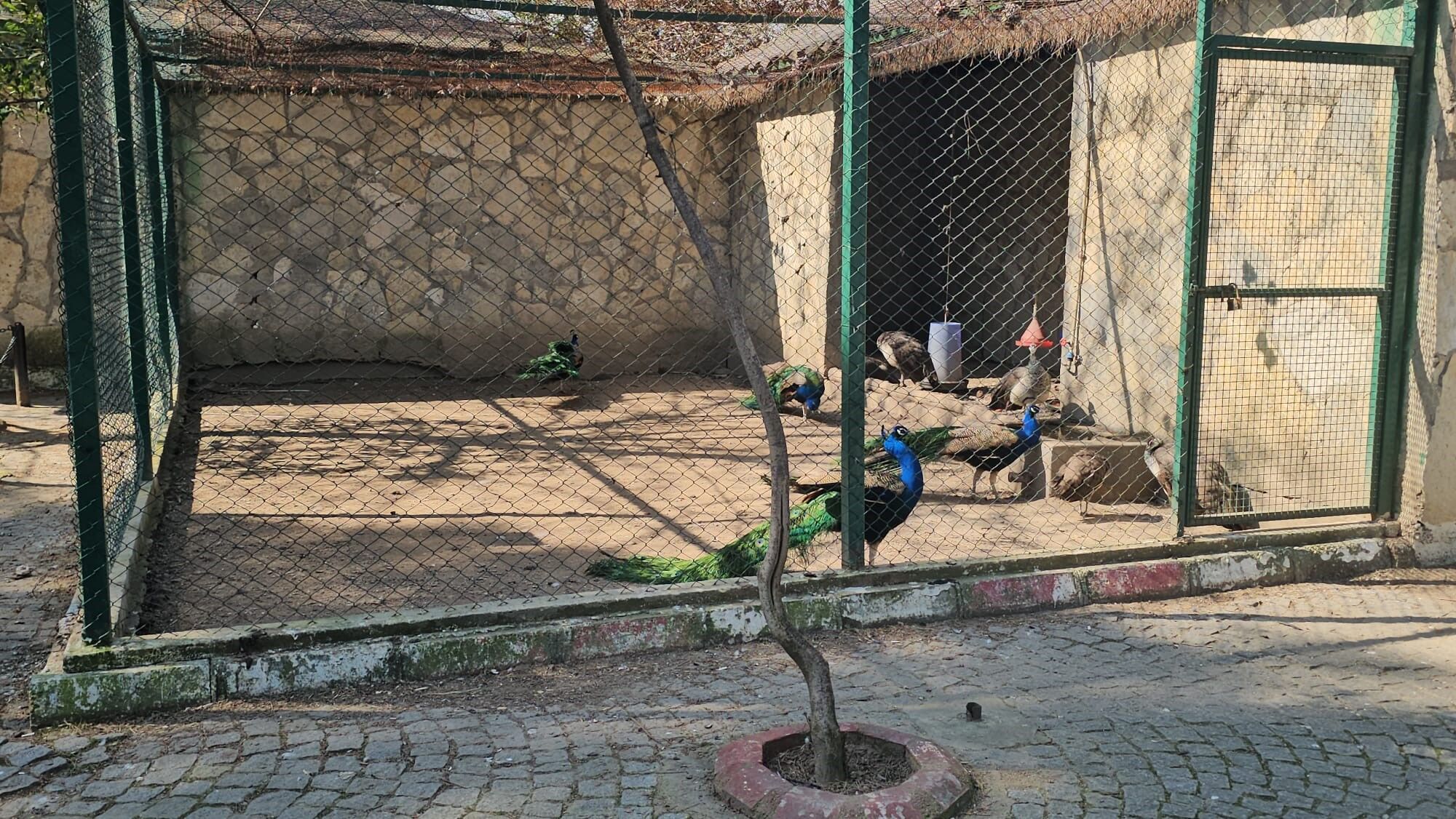 Aydın’da Otobüsün Bagajından Çıkan Tavus Kuşları Hayvanat Bahçesine Teslim Edildi (4)