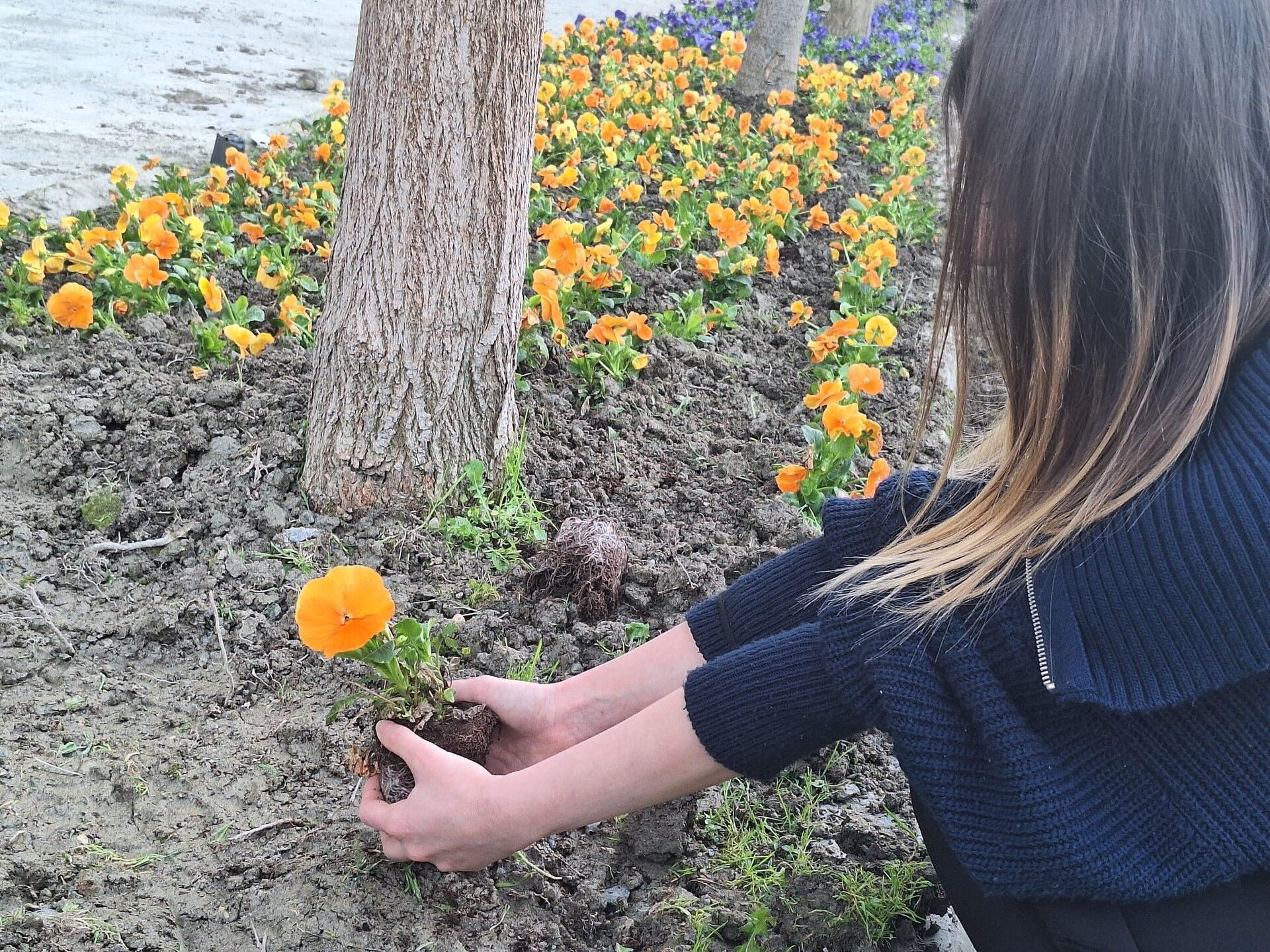 Söke’de Yurt Bahçesi Gönüllü Öğrencilerle Bahara Hazırlandı (4)