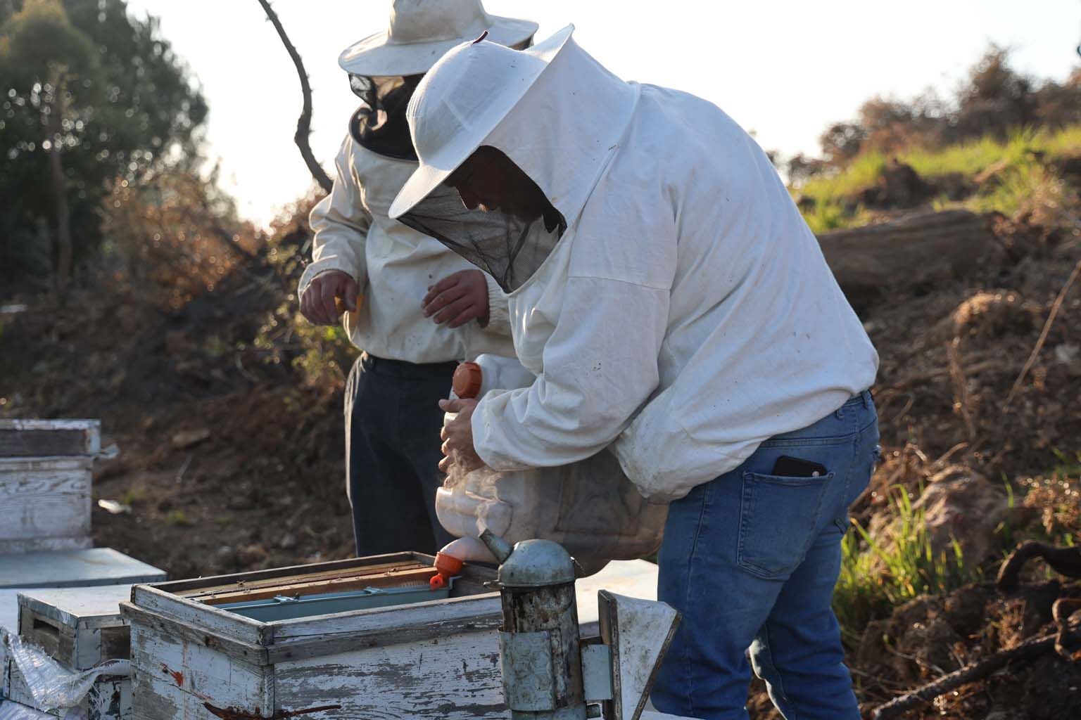 Aydın'da Arı Kolonileri Gençleşiyor (3)