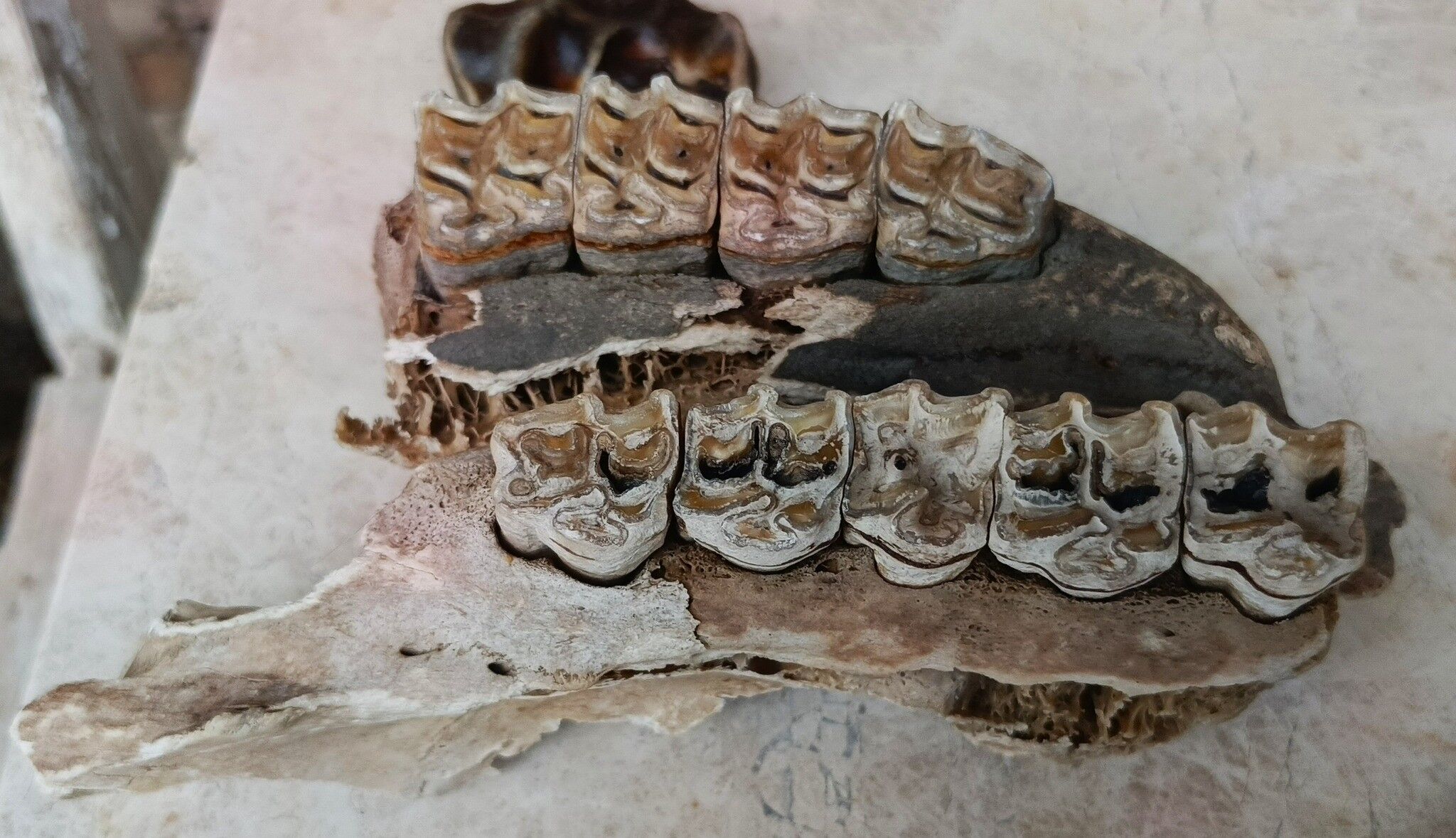 Aydın’da Fırtına Sonrası Kemikler Ortaya Çıktı, Inceleme Başladı (3)