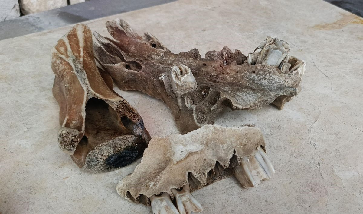 Aydın’da Fırtına Sonrası Kemikler Ortaya Çıktı, Inceleme Başladı (6)