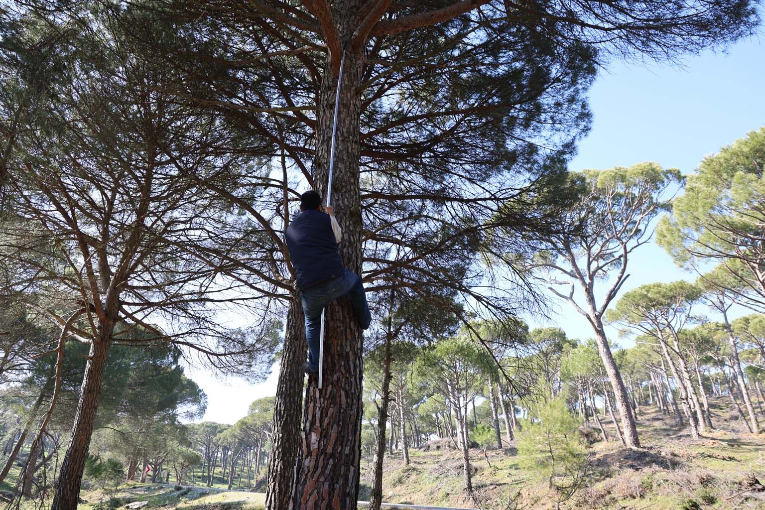 Aydın’da Günlük 3 Bin 500 Liraya Çalışıyorlar (2)