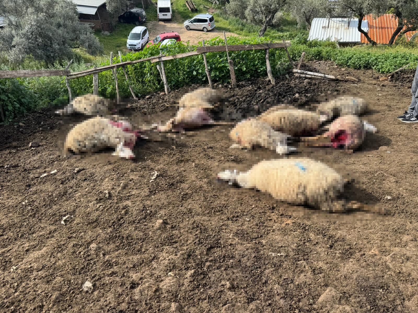 Aydın’da Kurtlar Mahalleye Indi, 20 Hayvan Telef Oldu (1)