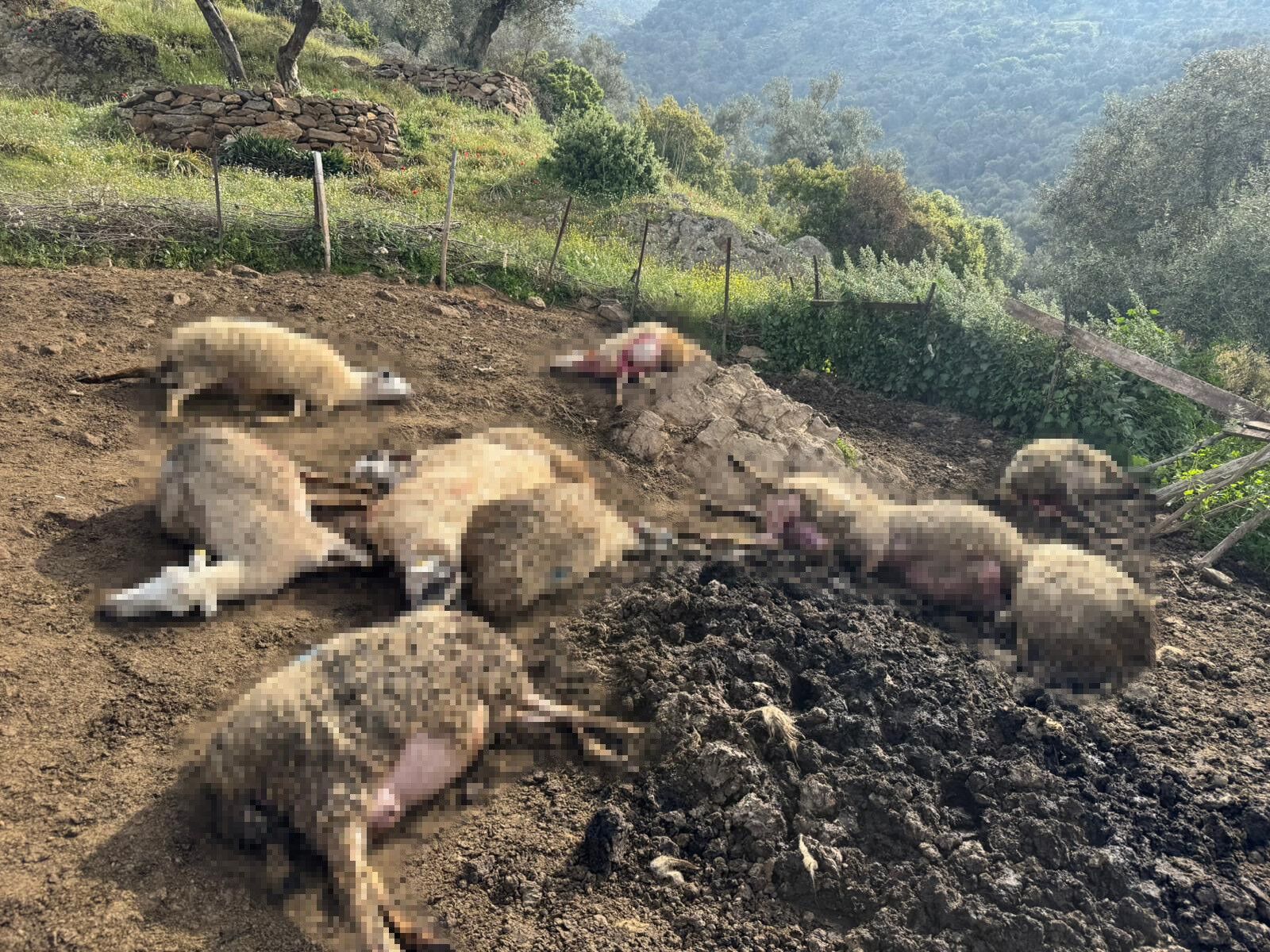 Aydın’da Kurtlar Mahalleye Indi, 20 Hayvan Telef Oldu (3)