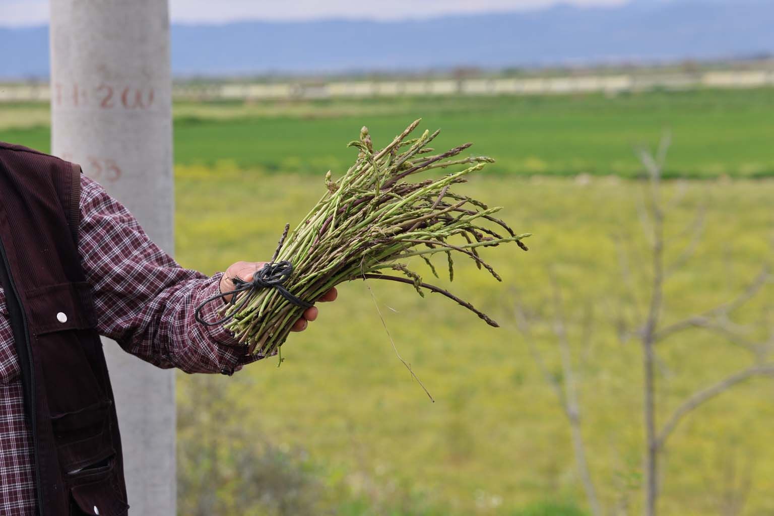 Aydın’da Topladığı Kedirgen Ve Sarmaşıkları Ihtiyaç Sahiplerine Dağıtıyor (3)