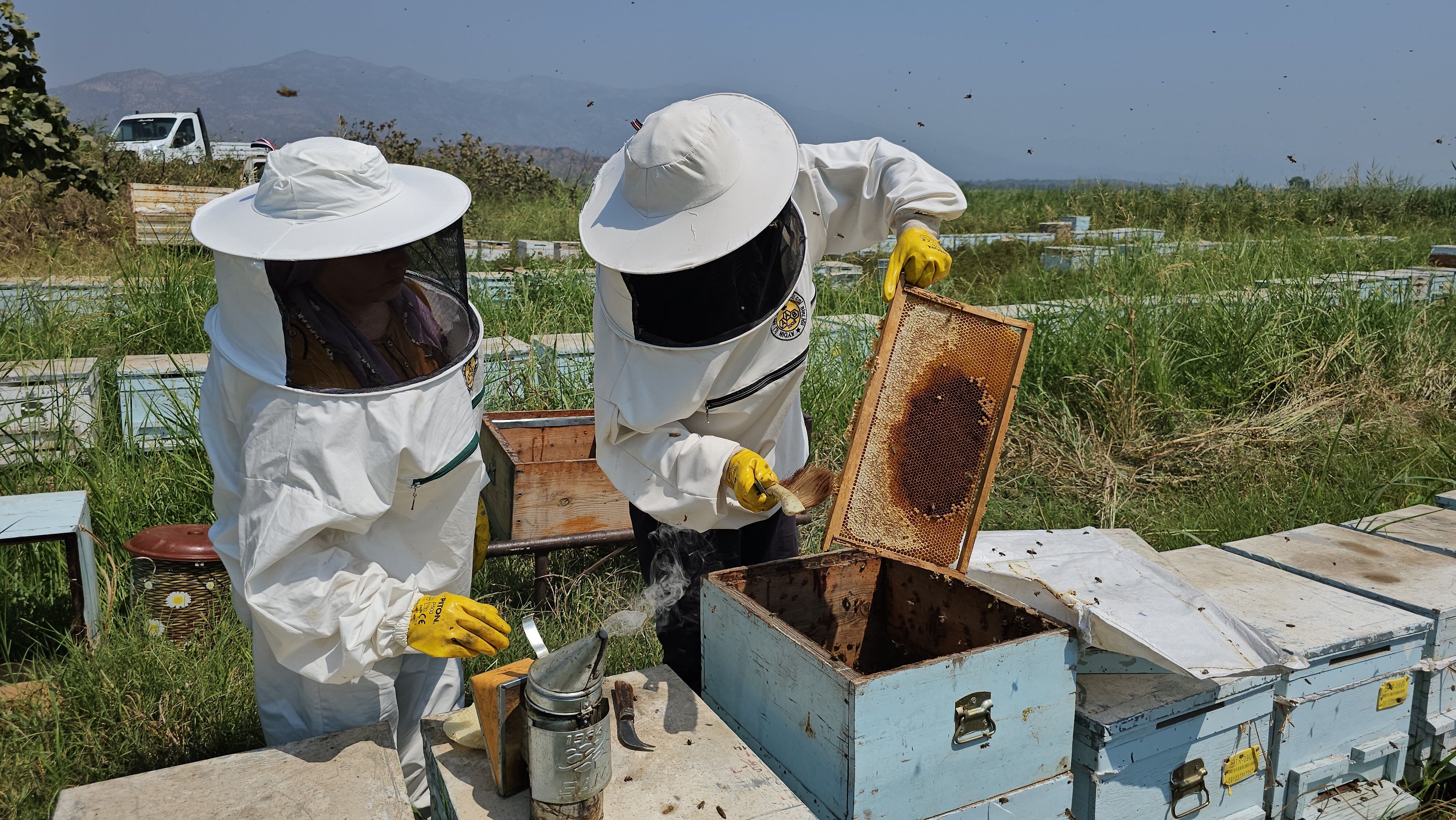 Aydın’dan Dünyaya Kovan Ihraç Ediliyor (2)