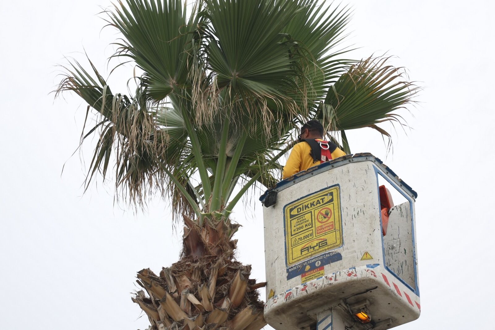 Başkan Çerçioğlu’nun Öncülüğünde Didim Turizm Sezonuna Hazırlanıyor (6)