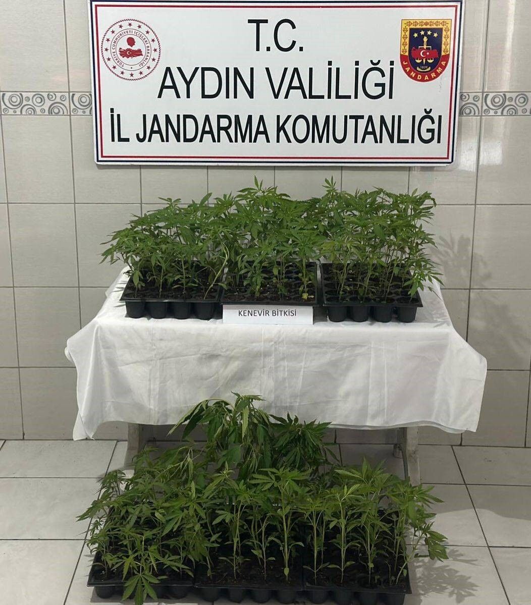 Bozdoğan’da 174 Kök Kenevir Ele Geçirildi (1)