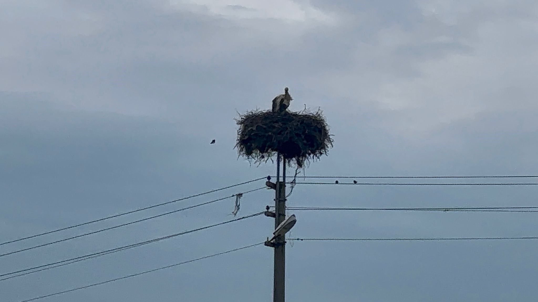 Bozdoğan’da Baharın Müjdecisi Leylekler Yuvalarına Döndü (2)