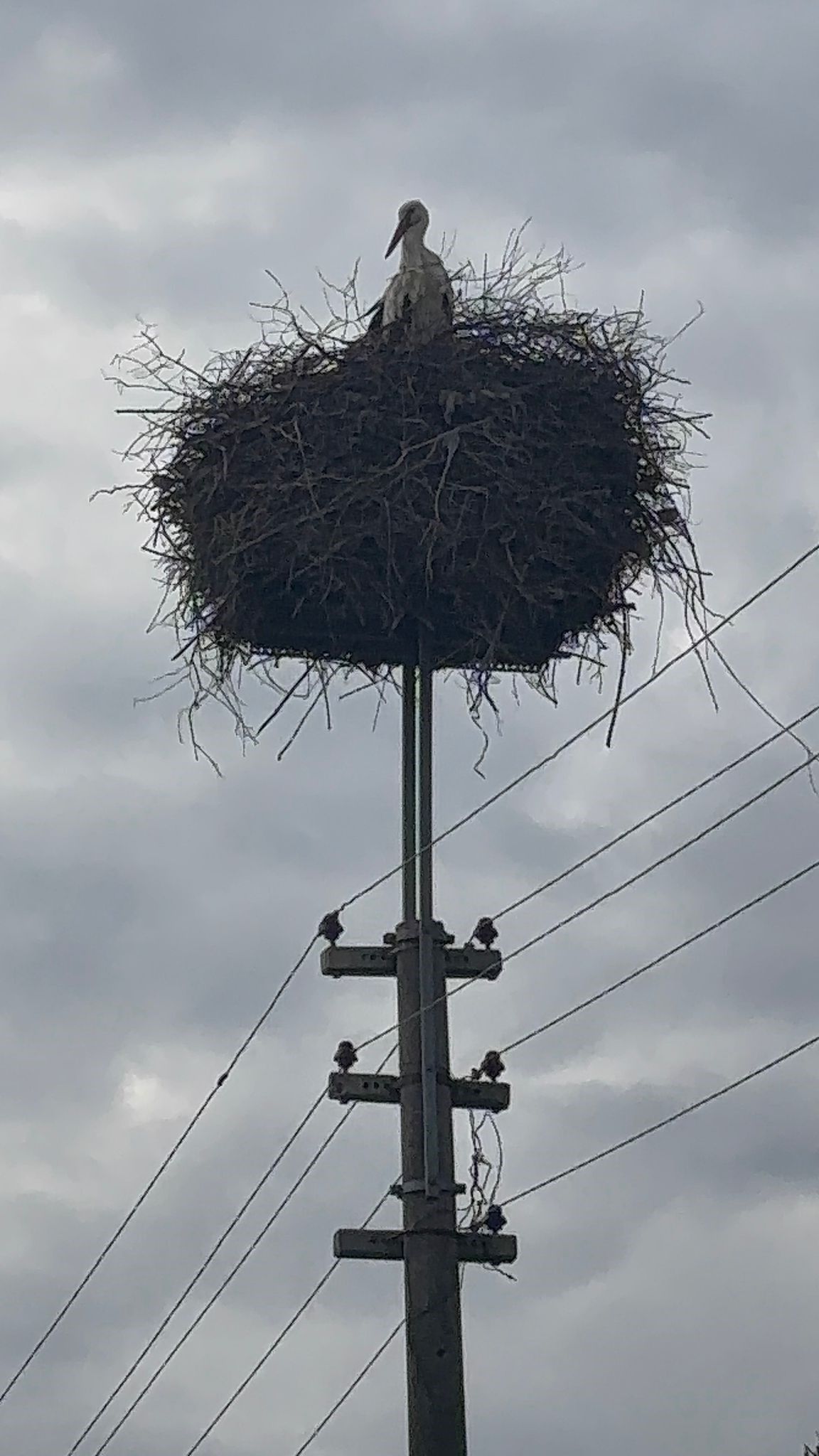Bozdoğan’da Baharın Müjdecisi Leylekler Yuvalarına Döndü (3)