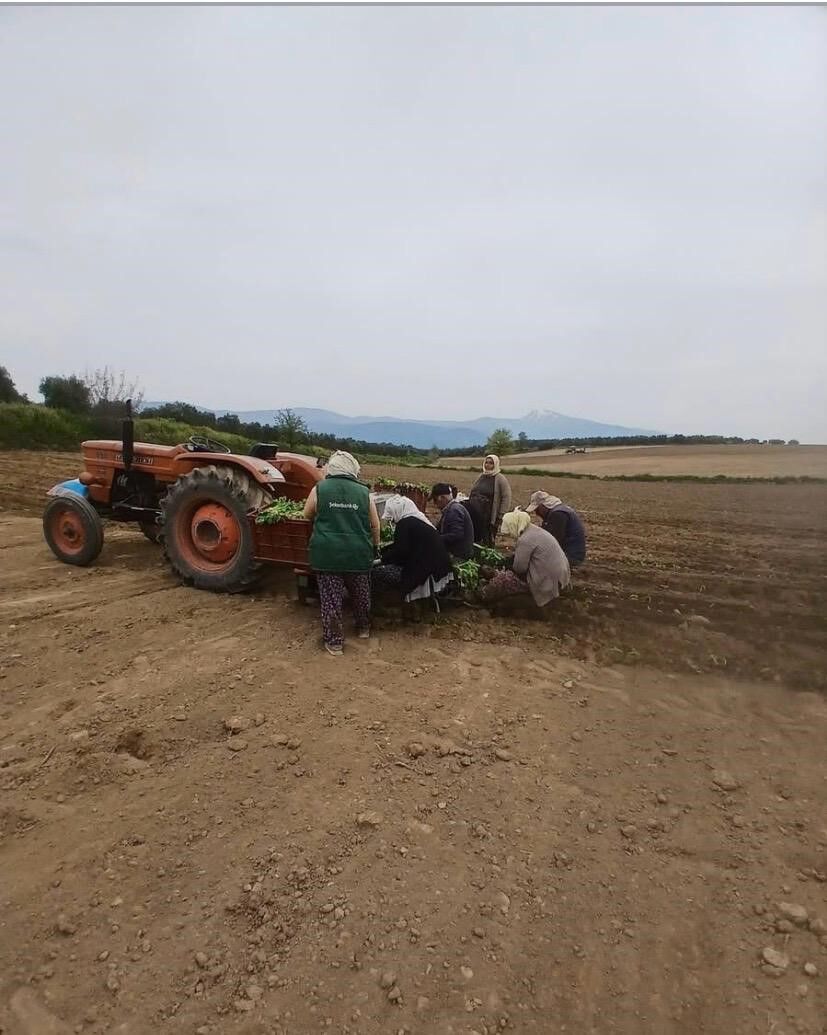 Karacasu'da Çiftçilerin Tütün Mesaisi Başladı (3)
