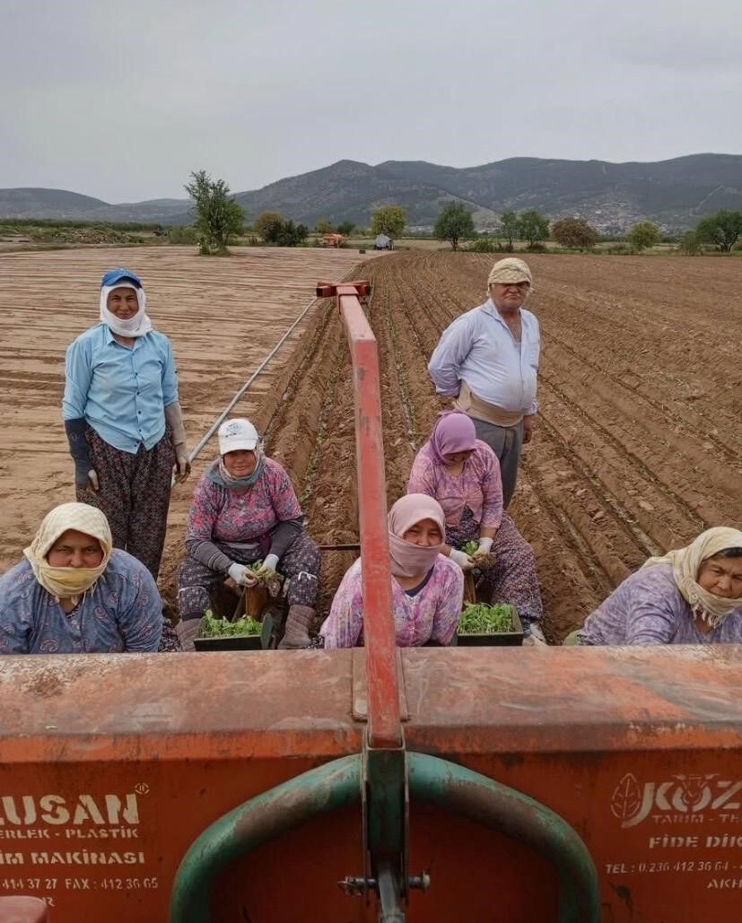 Karacasu'da Çiftçilerin Tütün Mesaisi Başladı (4)
