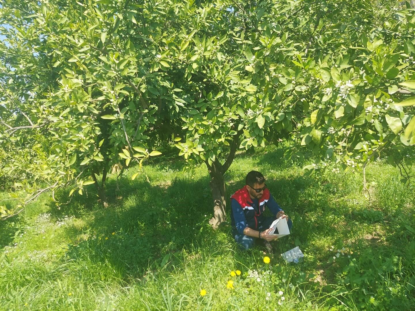 Koçarlı'da Akdeniz Meyve Sineği Alarmı (1)