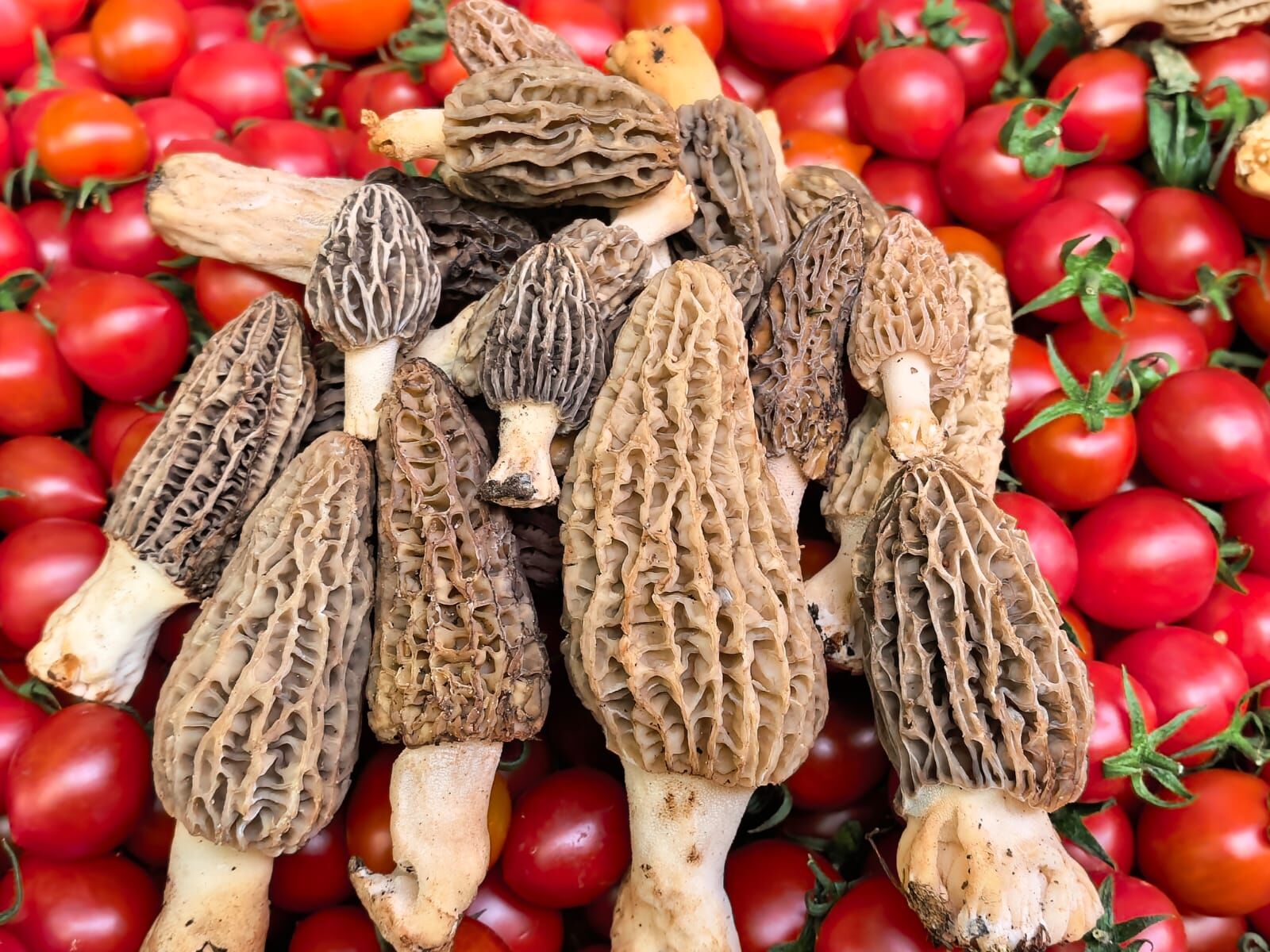 Whatsapp Image 2026 04 16 At 14.39.24