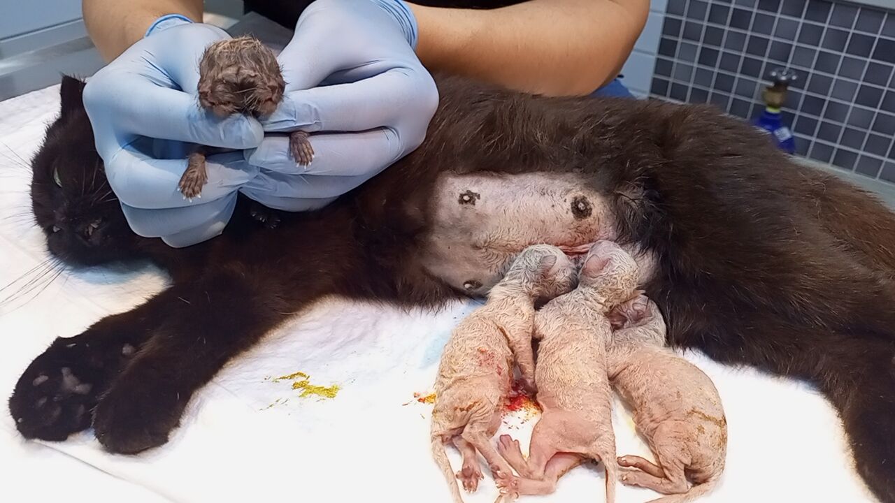 Whatsapp Image 2026 04 18 At 09.48.55 (2)