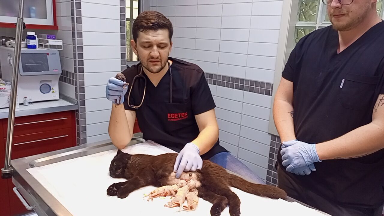 Whatsapp Image 2026 04 18 At 09.48.55 (3)