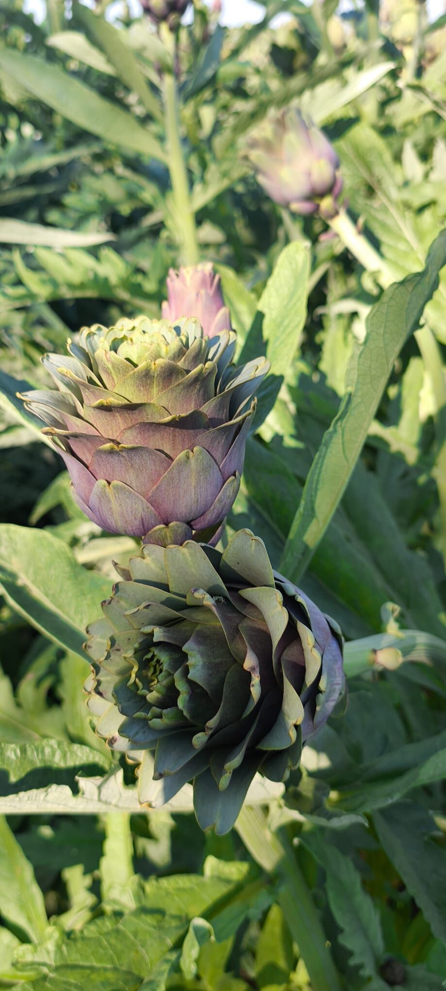 Whatsapp Image 2026 04 20 At 11.29.47 (1)