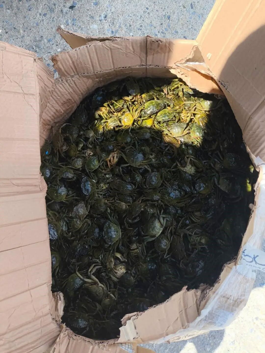 Aydın'da 60 Kilo Canlı Yengeç Ele Geçirildi (1)