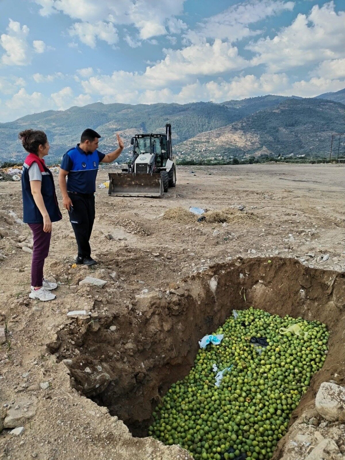 Aydın’da Ilekler Hastalıklı Çıktı, Ekipler Imha Etti (1)