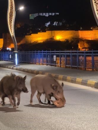 Aydın’ı Yaban Domuzları Bastı (1)