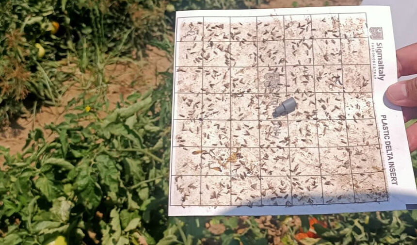 Aydın’da Tarımda Tehlike (1)