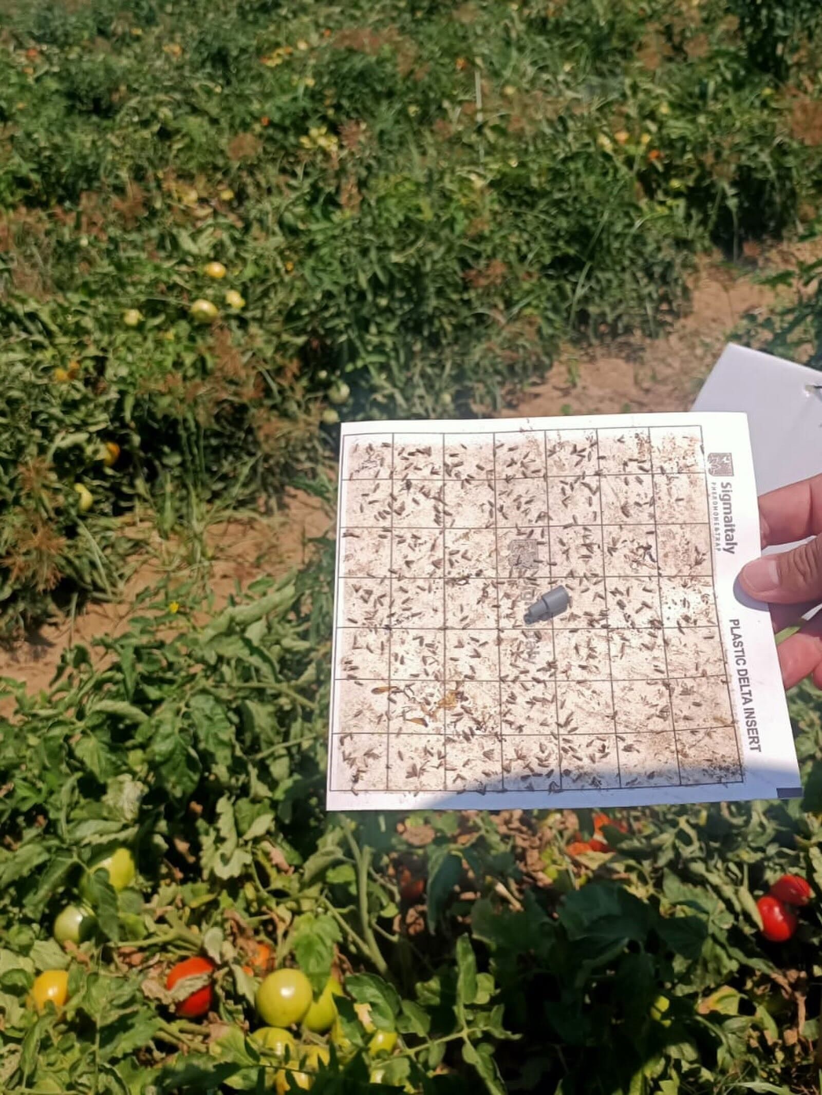 Aydın’da Tarımda Tehlike (3)