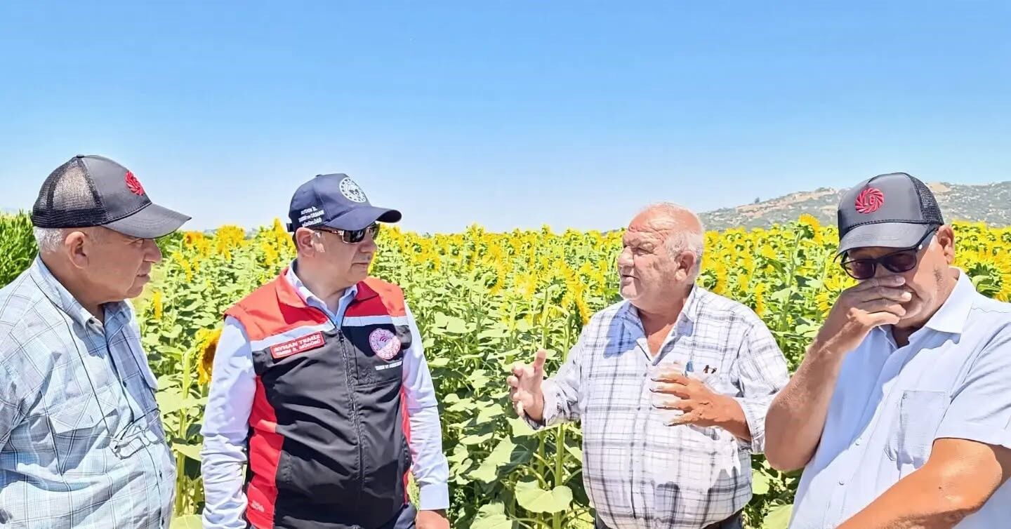 Aydın’da Üreticiler Ayçiçeğine Yöneldi (3)