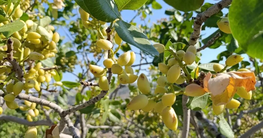 Aydın Yenipazar’da Antepfıstığı Hasadı Başladı (1)