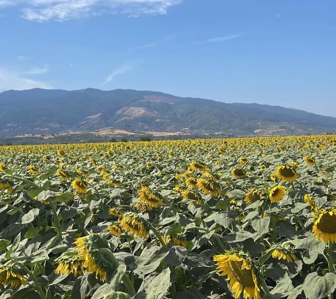 Aydın Kuyucak’ta Ayçiçeği Tarlalarında Inceleme (4)