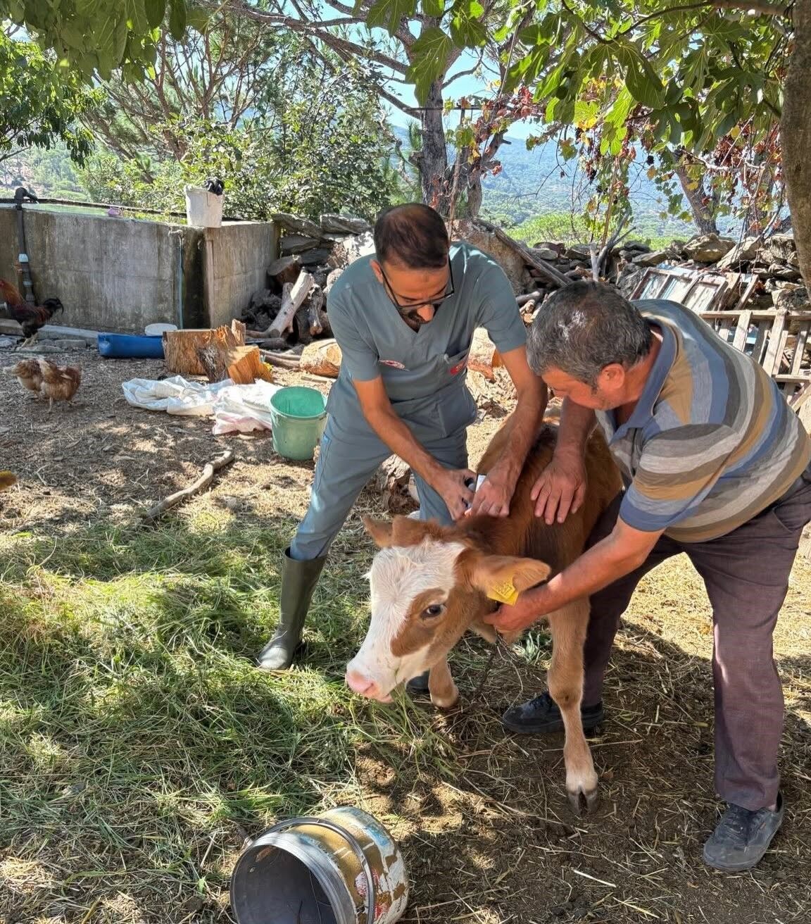 Aydın’da Sonbahar Öncesi Hayvanlarda Şap Alarmı (4)