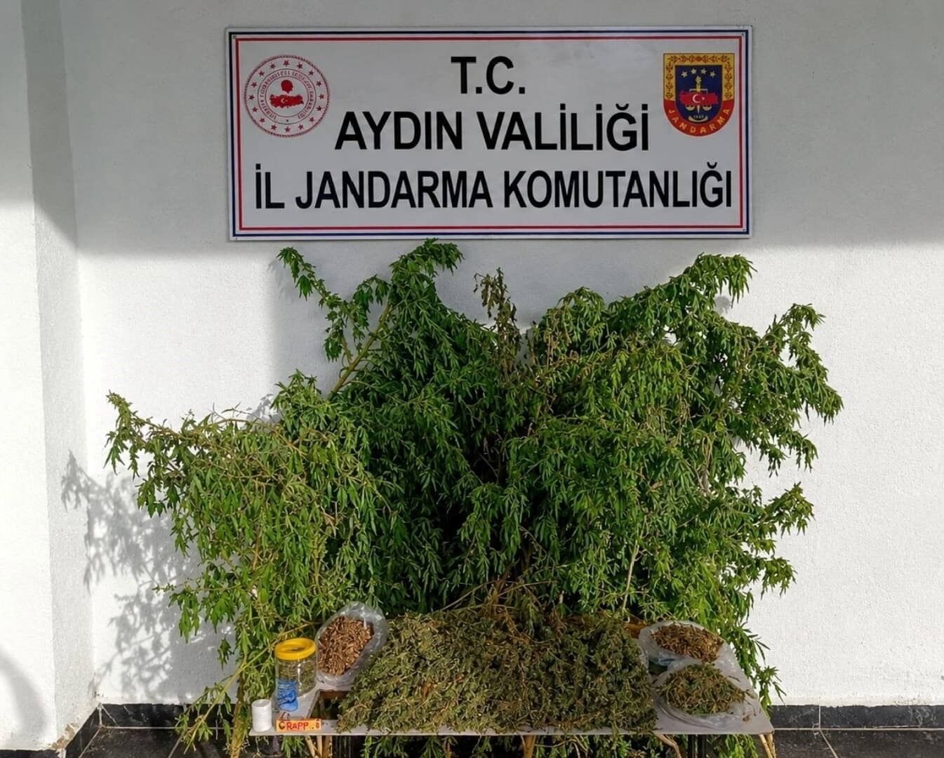 47 kök kenevir ele geçirildi