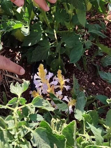 Aydın’da Büyük Tehlike.. Canavar Otu Uyarısı Geldi (2)