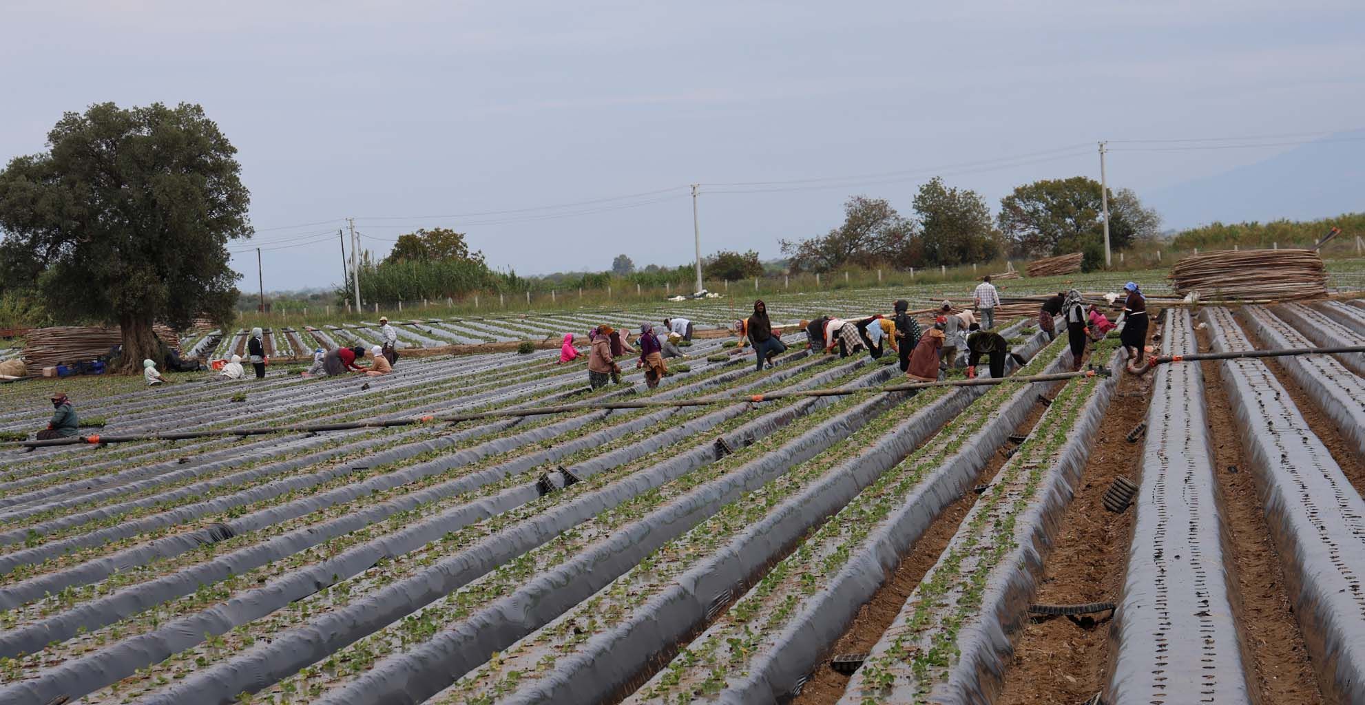 Aydın’da Çilek Üreticisi Tarlaya Indi (4)