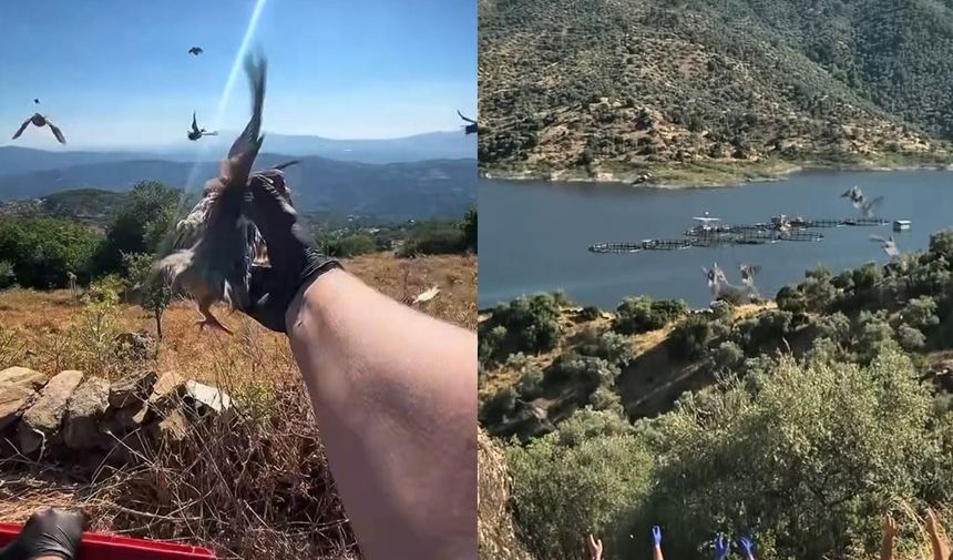 Aydın'da doğal yaşam alanlarına kınalı keklik salımı yapıldı